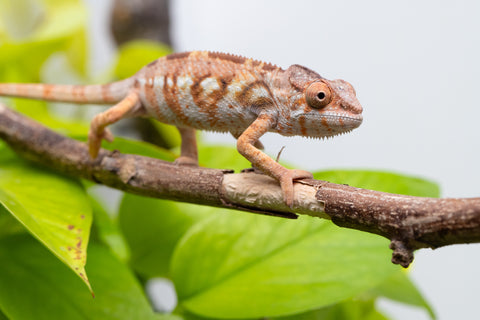 Ambilobe From "Fandra Manody-volana" (AKA Pineapple Express) x "Vony-tapoaka" (AKA Yellow Explosion) - Hatched June - July 2026 - Female #1