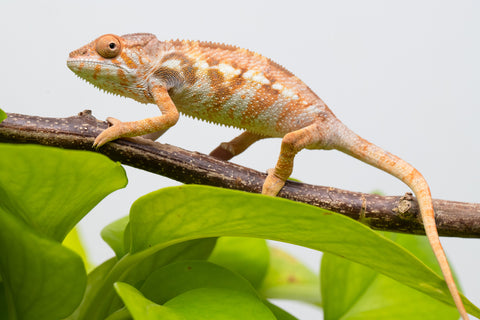 Ambilobe From "Fandra Manody-volana" (AKA Pineapple Express) x "Vony-tapoaka" (AKA Yellow Explosion) - Hatched June - July 2026 - Female #1