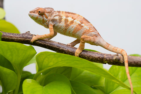 Ambilobe From "Fandra Manody-volana" (AKA Pineapple Express) x "Vony-tapoaka" (AKA Yellow Explosion) - Hatched June - July 2026 - Female #1