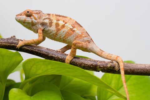 Ambilobe From "Fandra Manody-volana" (AKA Pineapple Express) x "Vony-tapoaka" (AKA Yellow Explosion) - Hatched June - July 2026 - Female #1