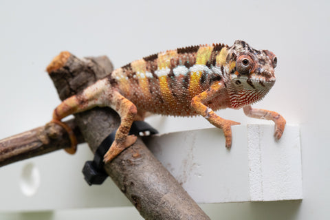 Ambilobe From "Fandra Manody-volana" (AKA Pineapple Express) x "Vony-tapoaka" (AKA Yellow Explosion) - Hatched June - July 2026 - Male #2