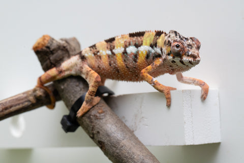Ambilobe From "Fandra Manody-volana" (AKA Pineapple Express) x "Vony-tapoaka" (AKA Yellow Explosion) - Hatched June - July 2026 - Male #2