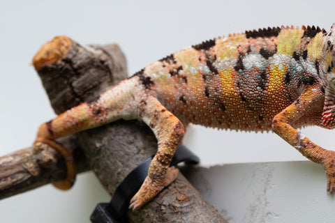 Ambilobe From "Fandra Manody-volana" (AKA Pineapple Express) x "Vony-tapoaka" (AKA Yellow Explosion) - Hatched June - July 2026 - Male #2