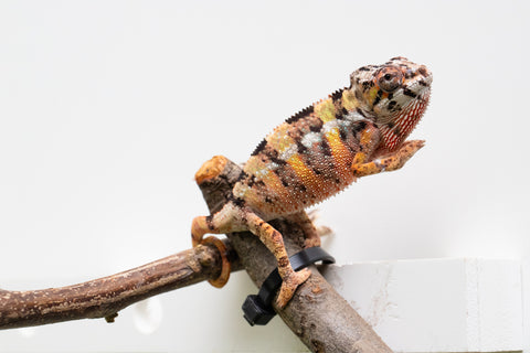 Ambilobe From "Fandra Manody-volana" (AKA Pineapple Express) x "Vony-tapoaka" (AKA Yellow Explosion) - Hatched June - July 2026 - Male #2