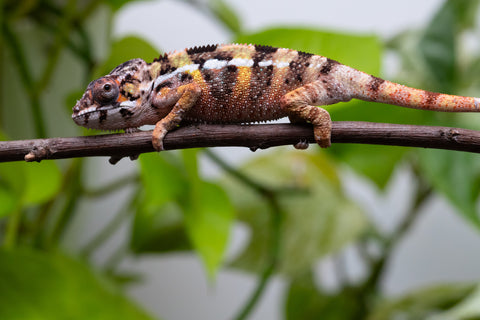 Ambilobe From "Fandra Manody-volana" (AKA Pineapple Express) x "Vony-tapoaka" (AKA Yellow Explosion) - Hatched June - July 2026 - Male #2