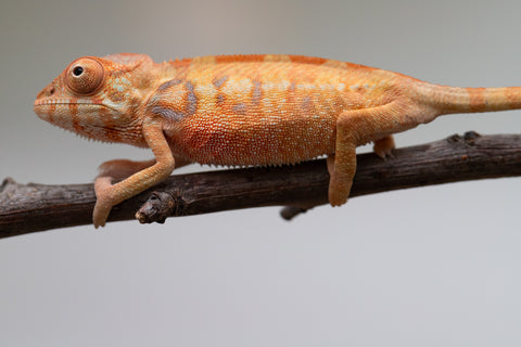 Holdbacks/Individuals: Ambilobe offspring from "Fantara-makara" (AKA Star Gazer) x "Antely-tantely" (AKA Honey Bee) - Hatched June 2025 - Female #1