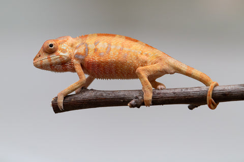 Holdbacks/Individuals: Ambilobe offspring from "Fantara-makara" (AKA Star Gazer) x "Antely-tantely" (AKA Honey Bee) - Hatched June 2025 - Female #1