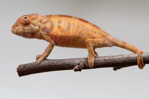 Holdbacks/Individuals: Ambilobe offspring from "Fantara-makara" (AKA Star Gazer) x "Antely-tantely" (AKA Honey Bee) - Hatched June 2025 - Female #1