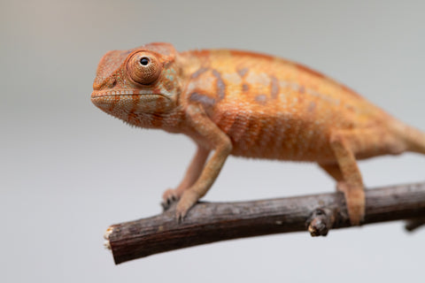 Holdbacks/Individuals: Ambilobe offspring from "Fantara-makara" (AKA Star Gazer) x "Antely-tantely" (AKA Honey Bee) - Hatched June 2025 - Female #1