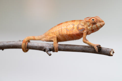 Holdbacks/Individuals: Ambilobe offspring from "Fantara-makara" (AKA Star Gazer) x "Antely-tantely" (AKA Honey Bee) - Hatched June 2025 - Female #1