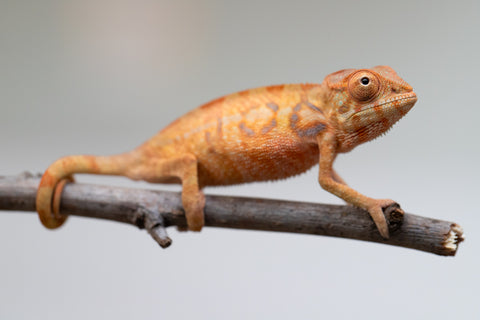 Holdbacks/Individuals: Ambilobe offspring from "Fantara-makara" (AKA Star Gazer) x "Antely-tantely" (AKA Honey Bee) - Hatched June 2025 - Female #1