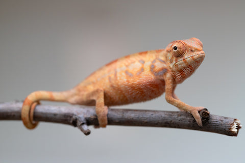 Holdbacks/Individuals: Ambilobe offspring from "Fantara-makara" (AKA Star Gazer) x "Antely-tantely" (AKA Honey Bee) - Hatched June 2025 - Female #1
