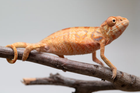 Holdbacks/Individuals: Ambilobe offspring from "Fantara-makara" (AKA Star Gazer) x "Antely-tantely" (AKA Honey Bee) - Hatched June 2025 - Female #1