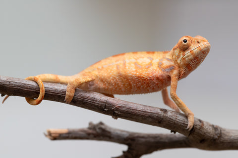 Holdbacks/Individuals: Ambilobe offspring from "Fantara-makara" (AKA Star Gazer) x "Antely-tantely" (AKA Honey Bee) - Hatched June 2025 - Female #1