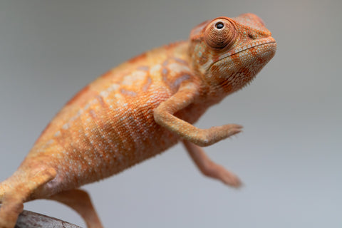 Holdbacks/Individuals: Ambilobe offspring from "Fantara-makara" (AKA Star Gazer) x "Antely-tantely" (AKA Honey Bee) - Hatched June 2025 - Female #1