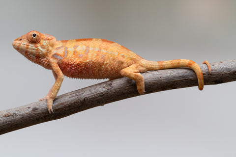 Holdbacks/Individuals: Ambilobe offspring from "Fantara-makara" (AKA Star Gazer) x "Antely-tantely" (AKA Honey Bee) - Hatched June 2025 - Female #1