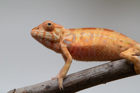 Holdbacks/Individuals: Ambilobe offspring from "Fantara-makara" (AKA Star Gazer) x "Antely-tantely" (AKA Honey Bee) - Hatched June 2025 - Female #1