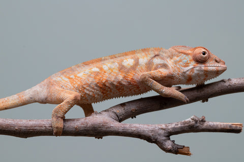 Holdbacks/Individuals: Ambilobe offspring from "Fantara-makara" (AKA Star Gazer) x "Antely-tantely" (AKA Honey Bee) - Hatched June 2025 - Female #2