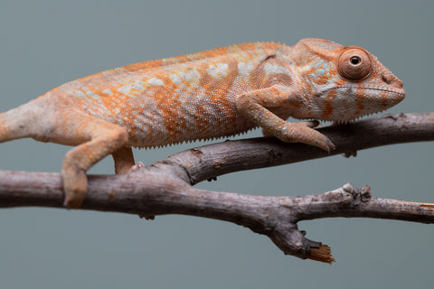 Holdbacks/Individuals: Ambilobe offspring from "Fantara-makara" (AKA Star Gazer) x "Antely-tantely" (AKA Honey Bee) - Hatched June 2025 - Female #2