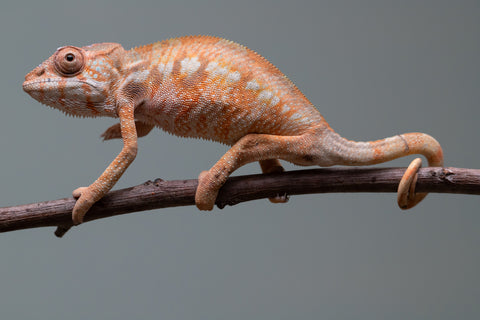 Holdbacks/Individuals: Ambilobe offspring from "Fantara-makara" (AKA Star Gazer) x "Antely-tantely" (AKA Honey Bee) - Hatched June 2025 - Female #2