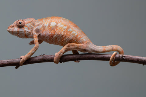 Holdbacks/Individuals: Ambilobe offspring from "Fantara-makara" (AKA Star Gazer) x "Antely-tantely" (AKA Honey Bee) - Hatched June 2025 - Female #2