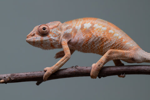 Holdbacks/Individuals: Ambilobe offspring from "Fantara-makara" (AKA Star Gazer) x "Antely-tantely" (AKA Honey Bee) - Hatched June 2025 - Female #2