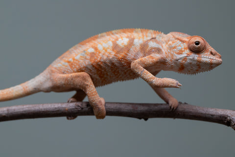 Holdbacks/Individuals: Ambilobe offspring from "Fantara-makara" (AKA Star Gazer) x "Antely-tantely" (AKA Honey Bee) - Hatched June 2025 - Female #2