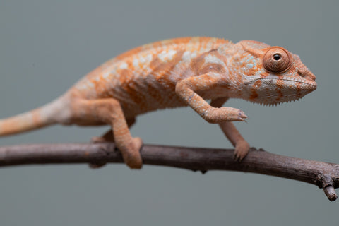 Holdbacks/Individuals: Ambilobe offspring from "Fantara-makara" (AKA Star Gazer) x "Antely-tantely" (AKA Honey Bee) - Hatched June 2025 - Female #2