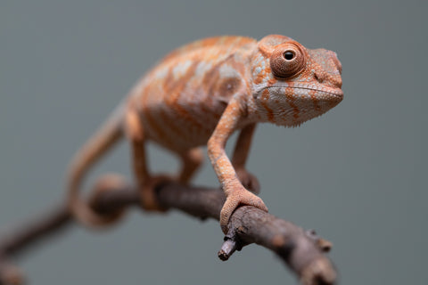 Holdbacks/Individuals: Ambilobe offspring from "Fantara-makara" (AKA Star Gazer) x "Antely-tantely" (AKA Honey Bee) - Hatched June 2025 - Female #2