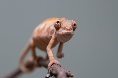 Holdbacks/Individuals: Ambilobe offspring from "Fantara-makara" (AKA Star Gazer) x "Antely-tantely" (AKA Honey Bee) - Hatched June 2025 - Female #2