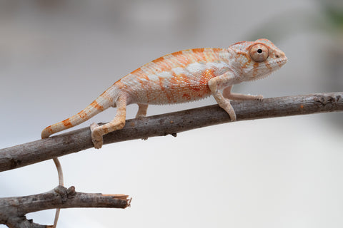 Holdbacks/Individuals: Ambilobe offspring from "Fantara-makara" (AKA Star Gazer) x "Antely-tantely" (AKA Honey Bee) - Hatched June 2025 - Male #1