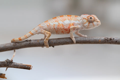 Holdbacks/Individuals: Ambilobe offspring from "Fantara-makara" (AKA Star Gazer) x "Antely-tantely" (AKA Honey Bee) - Hatched June 2025 - Male #1