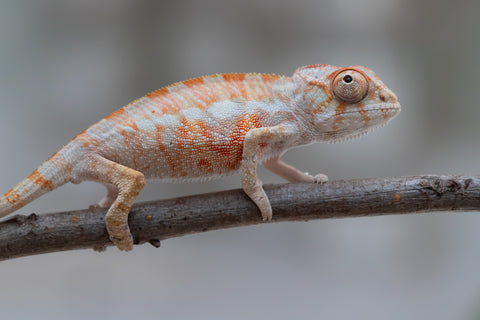 Holdbacks/Individuals: Ambilobe offspring from "Fantara-makara" (AKA Star Gazer) x "Antely-tantely" (AKA Honey Bee) - Hatched June 2025 - Male #1