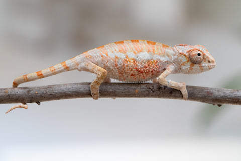 Holdbacks/Individuals: Ambilobe offspring from "Fantara-makara" (AKA Star Gazer) x "Antely-tantely" (AKA Honey Bee) - Hatched June 2025 - Male #1