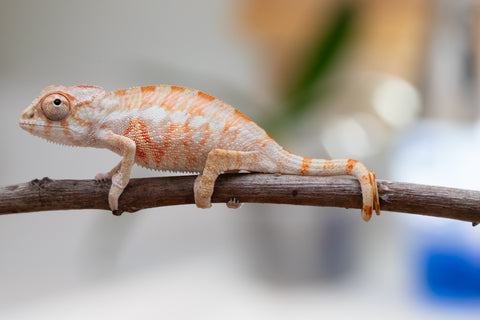Holdbacks/Individuals: Ambilobe offspring from "Fantara-makara" (AKA Star Gazer) x "Antely-tantely" (AKA Honey Bee) - Hatched June 2025 - Male #1