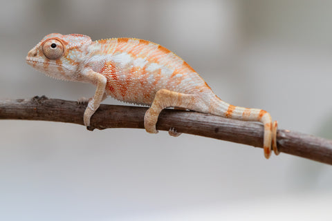 Holdbacks/Individuals: Ambilobe offspring from "Fantara-makara" (AKA Star Gazer) x "Antely-tantely" (AKA Honey Bee) - Hatched June 2025 - Male #1