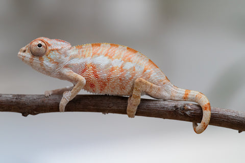 Holdbacks/Individuals: Ambilobe offspring from "Fantara-makara" (AKA Star Gazer) x "Antely-tantely" (AKA Honey Bee) - Hatched June 2025 - Male #1