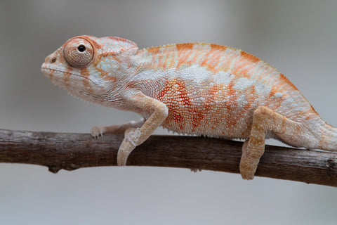 Holdbacks/Individuals: Ambilobe offspring from "Fantara-makara" (AKA Star Gazer) x "Antely-tantely" (AKA Honey Bee) - Hatched June 2025 - Male #1