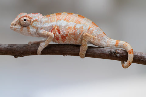 Holdbacks/Individuals: Ambilobe offspring from "Fantara-makara" (AKA Star Gazer) x "Antely-tantely" (AKA Honey Bee) - Hatched June 2025 - Male #1