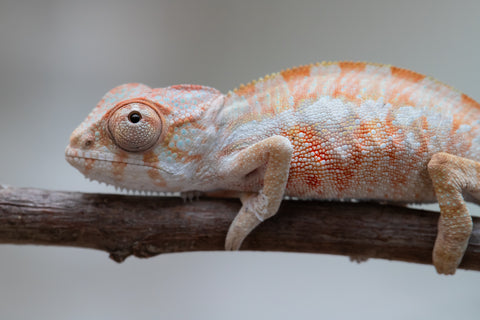 Holdbacks/Individuals: Ambilobe offspring from "Fantara-makara" (AKA Star Gazer) x "Antely-tantely" (AKA Honey Bee) - Hatched June 2025 - Male #1