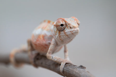 Holdbacks/Individuals: Ambilobe offspring from "Fantara-makara" (AKA Star Gazer) x "Antely-tantely" (AKA Honey Bee) - Hatched June 2025 - Male #1