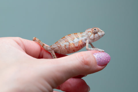 Holdbacks/Individuals: Ambilobe offspring from "Fantara-makara" (AKA Star Gazer) x "Antely-tantely" (AKA Honey Bee) - Hatched June 2025 - Male #1