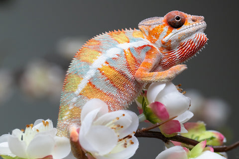 Holdbacks/Individuals: Ambilobe offspring from "Fantara-makara" (AKA Star Gazer) x "Antely-tantely" (AKA Honey Bee) - Hatched August 2025 - Male #1