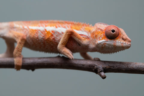 Holdbacks/Individuals: Ambilobe offspring from "Fantara-makara" (AKA Star Gazer) x "Antely-tantely" (AKA Honey Bee) - Hatched August 2025 - Male #1