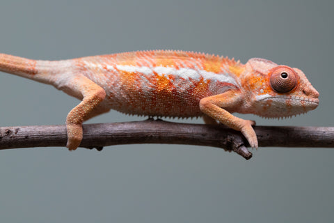 Holdbacks/Individuals: Ambilobe offspring from "Fantara-makara" (AKA Star Gazer) x "Antely-tantely" (AKA Honey Bee) - Hatched August 2025 - Male #1