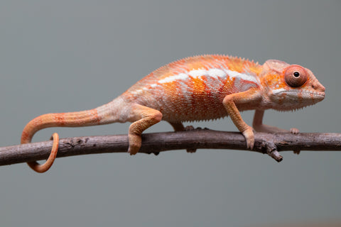 Holdbacks/Individuals: Ambilobe offspring from "Fantara-makara" (AKA Star Gazer) x "Antely-tantely" (AKA Honey Bee) - Hatched August 2025 - Male #1