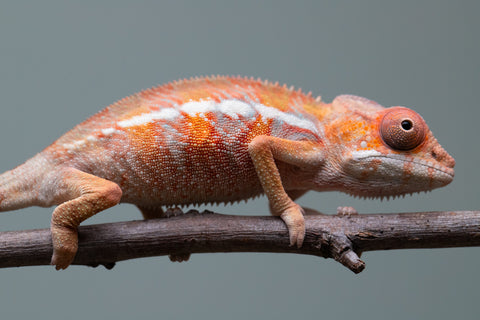 Holdbacks/Individuals: Ambilobe offspring from "Fantara-makara" (AKA Star Gazer) x "Antely-tantely" (AKA Honey Bee) - Hatched August 2025 - Male #1