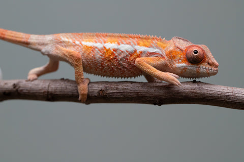 Holdbacks/Individuals: Ambilobe offspring from "Fantara-makara" (AKA Star Gazer) x "Antely-tantely" (AKA Honey Bee) - Hatched August 2025 - Male #1