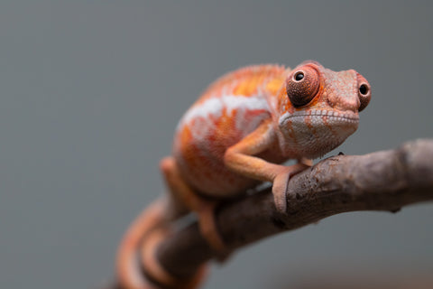 Holdbacks/Individuals: Ambilobe offspring from "Fantara-makara" (AKA Star Gazer) x "Antely-tantely" (AKA Honey Bee) - Hatched August 2025 - Male #1