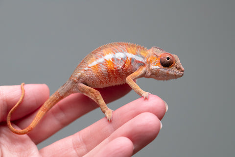 Holdbacks/Individuals: Ambilobe offspring from "Fantara-makara" (AKA Star Gazer) x "Antely-tantely" (AKA Honey Bee) - Hatched August 2025 - Male #1